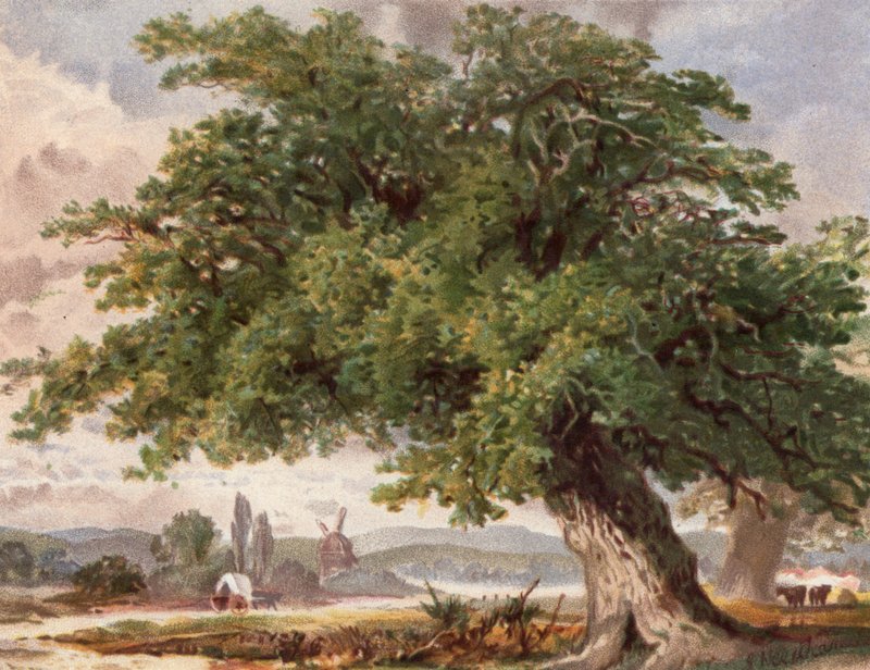 Old Oak by the Wayside, Surrey (litografia en color) de English School