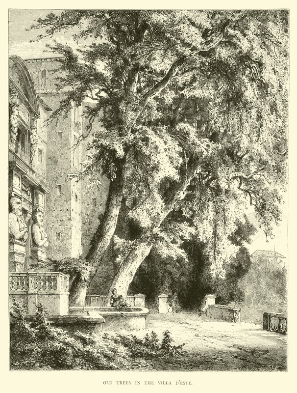 Árboles viejos en la Villa d