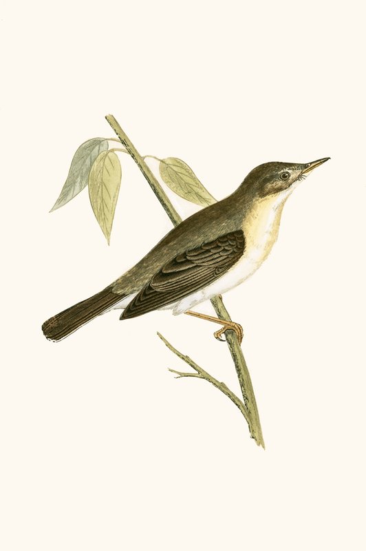 Curruca olivácea, ilustración de 