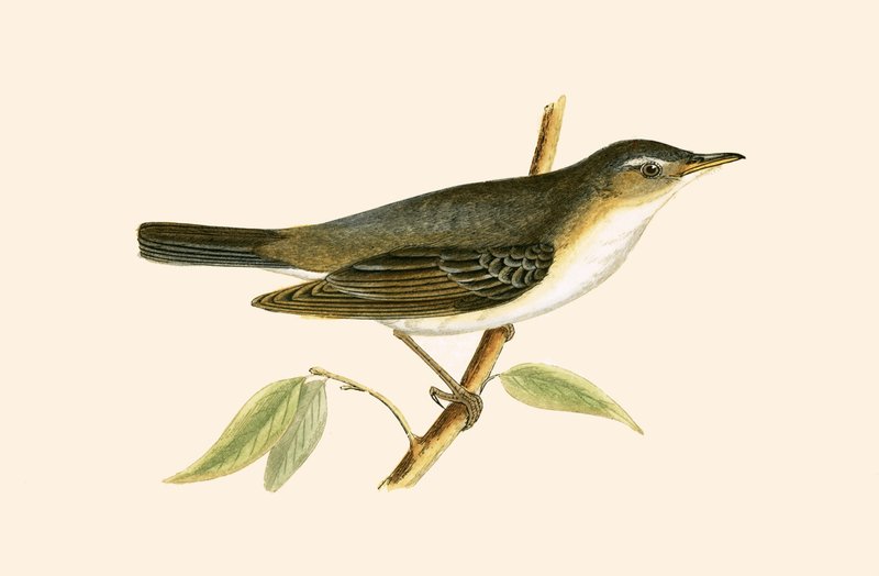 Curruca del olivo, ilustración de 