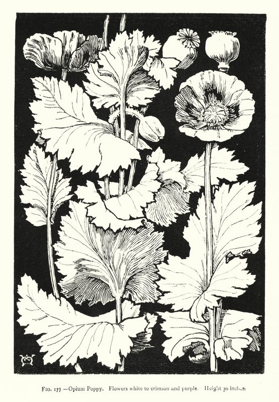 Amapola de opio; Flores de blanco a carmesí y púrpura; Altura 30 pulgadas de English School