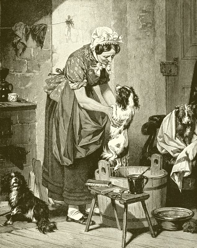Orden del baño de English School