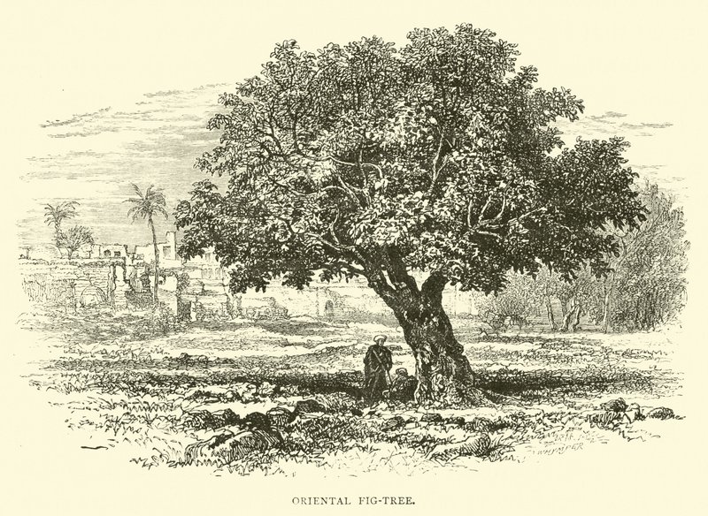 Higuera oriental de English School