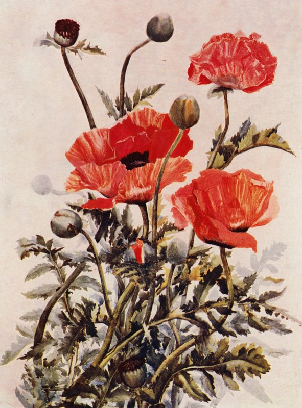 Amapolas orientales (litografía en color) de English School