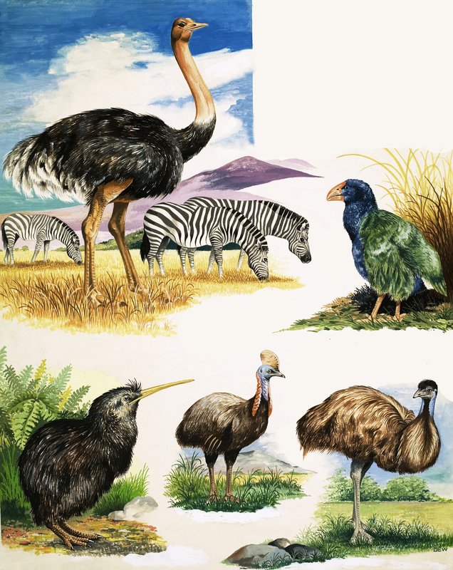 Avestruz, Kiwi, Casuario, Emú y Takahe de English School