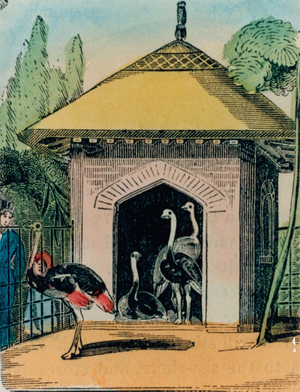 Casa de avestruces y emús en el zoológico de Londres. 1840s de English School