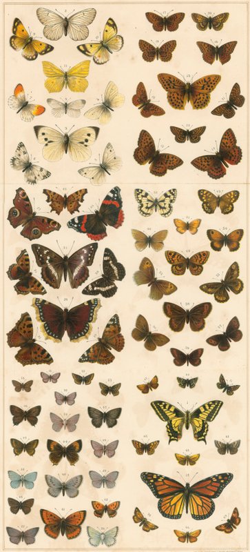 Nuestras mariposas británicas de English School