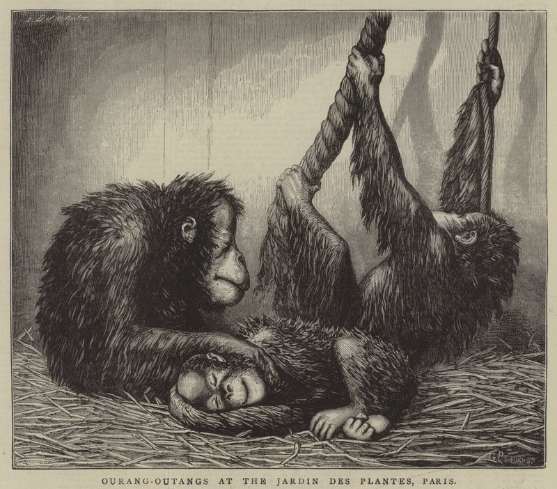 Ourang-Outangs en el Jardin des Plantes, París (grabado) de English School