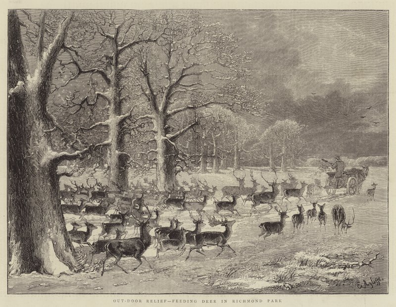 Ayuda al aire libre, alimentando ciervos en el parque Richmond (grabado) de English School