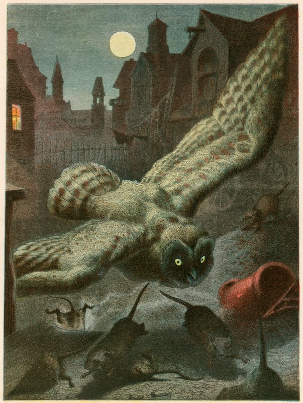 Búho cazando ratas de English School
