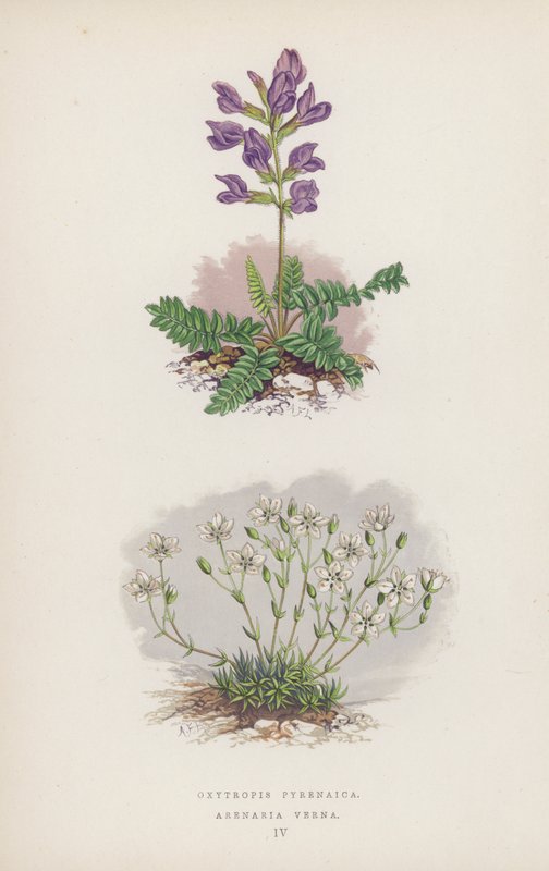 Oxytropis Pyrenaica; Arenaria Verna de English School