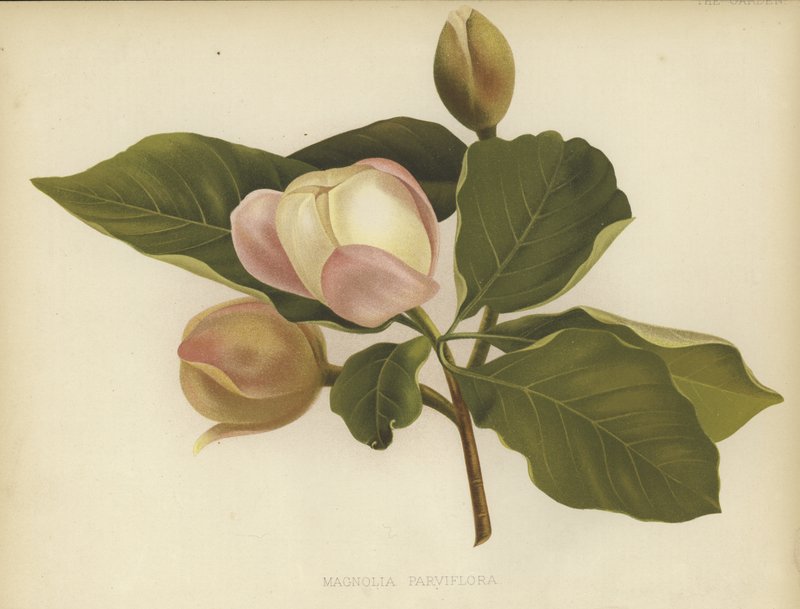 Magnolia Oyama de English School