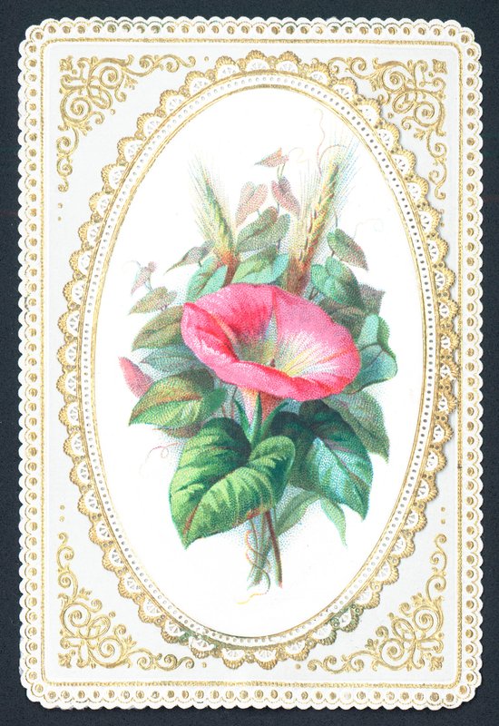 Petunia rosa de English School