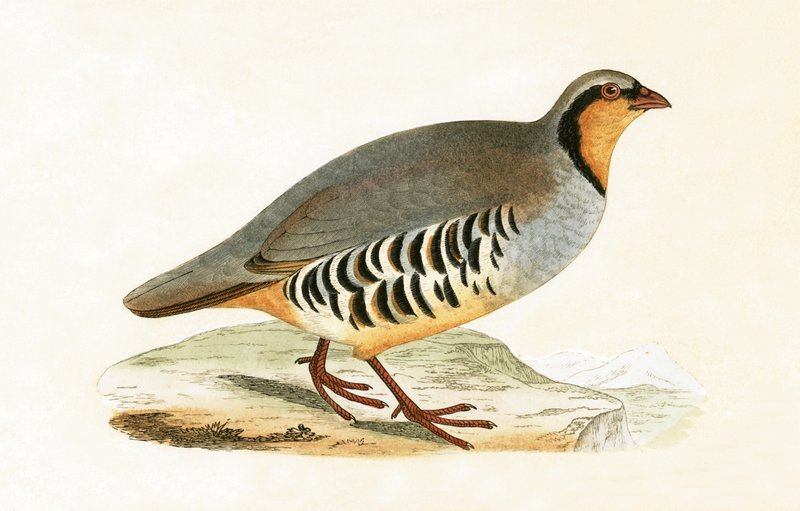 P Graeca, Var, ilustración de 