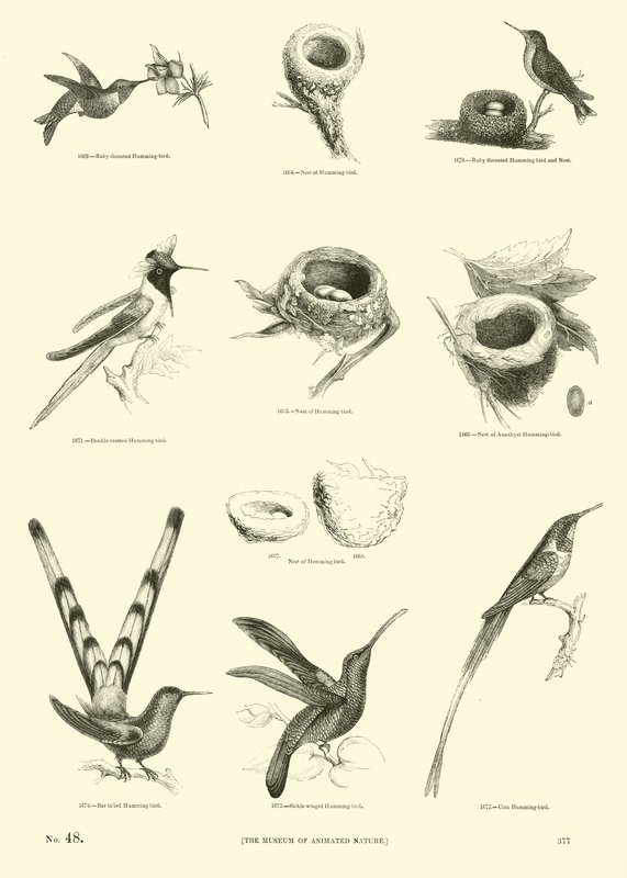 Página del Museo Pictórico de la Naturaleza Animada de English School
