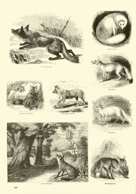 Página del Museo Pictórico de la Naturaleza Animada de English School