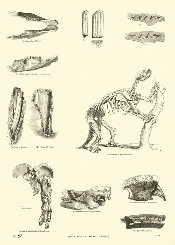 Página del Museo Pictórico de la Naturaleza Animada de English School