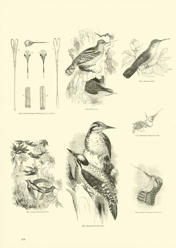 Página del Museo Pictórico de la Naturaleza Animada de English School