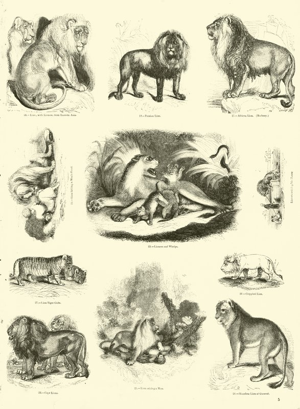 Página del Museo Pictórico de la Naturaleza Animada de English School