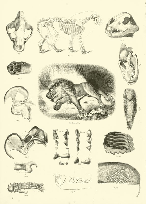 Página del Museo Pictórico de la Naturaleza Animada de English School