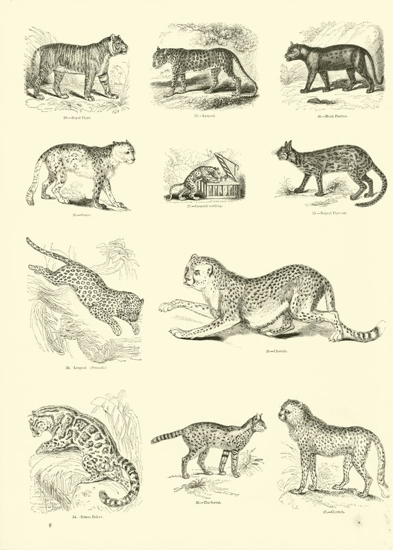 Página del Museo Pictórico de la Naturaleza Animada de English School