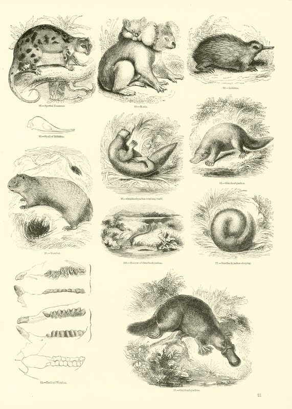 Página del Museo Pictórico de la Naturaleza Animada de English School