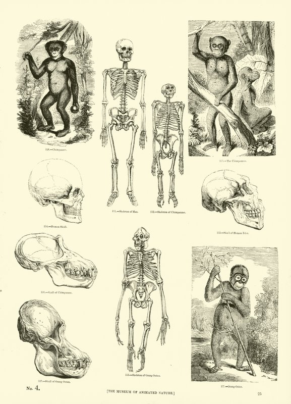 Página del Museo Pictórico de la Naturaleza Animada de English School