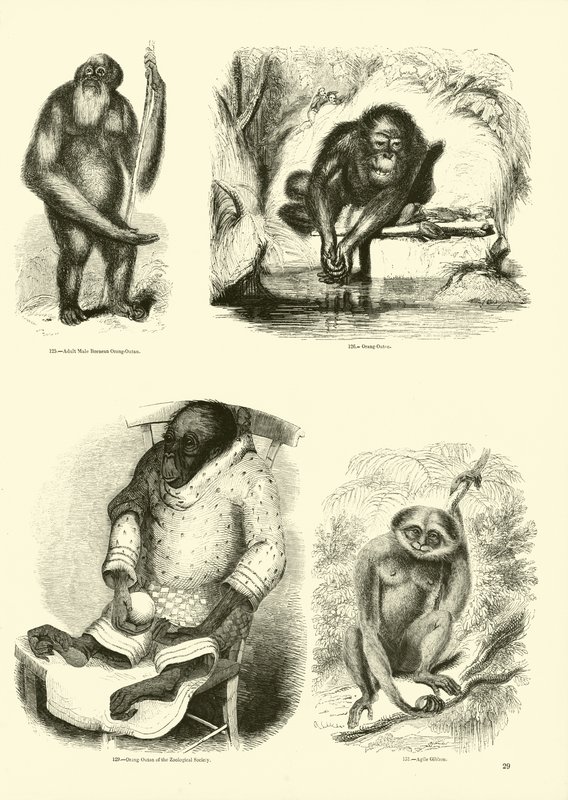 Página del Museo Pictórico de la Naturaleza Animada de English School