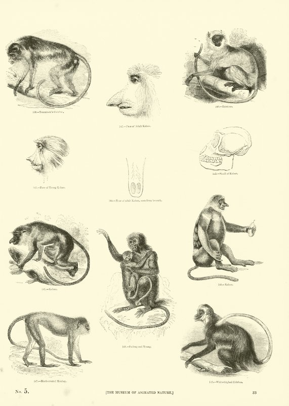 Página del Museo Pictórico de la Naturaleza Animada de English School