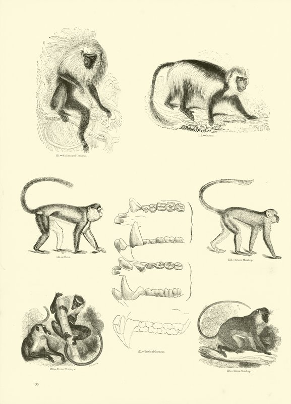 Página del Museo Pictórico de la Naturaleza Animada de English School