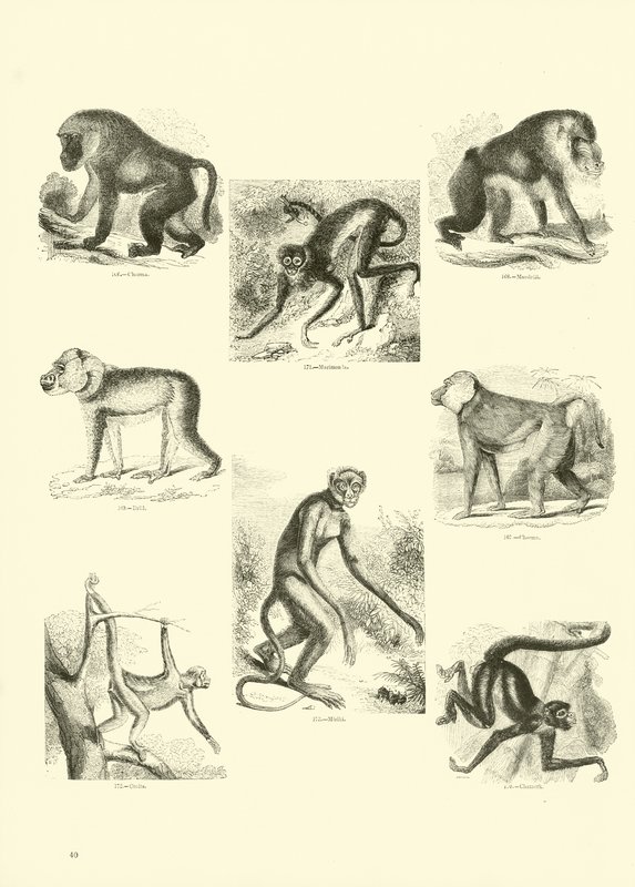 Página del Museo Pictórico de la Naturaleza Animada de English School