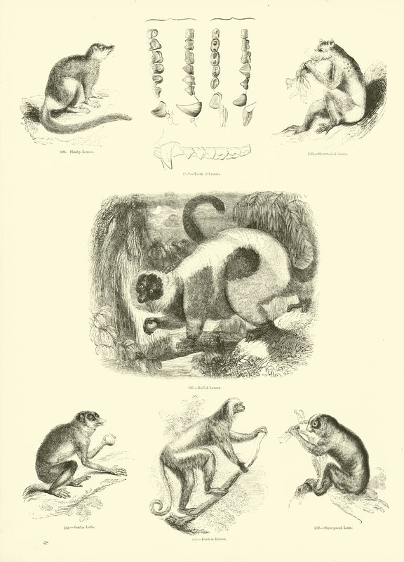 Página del Museo Pictórico de la Naturaleza Animada de English School