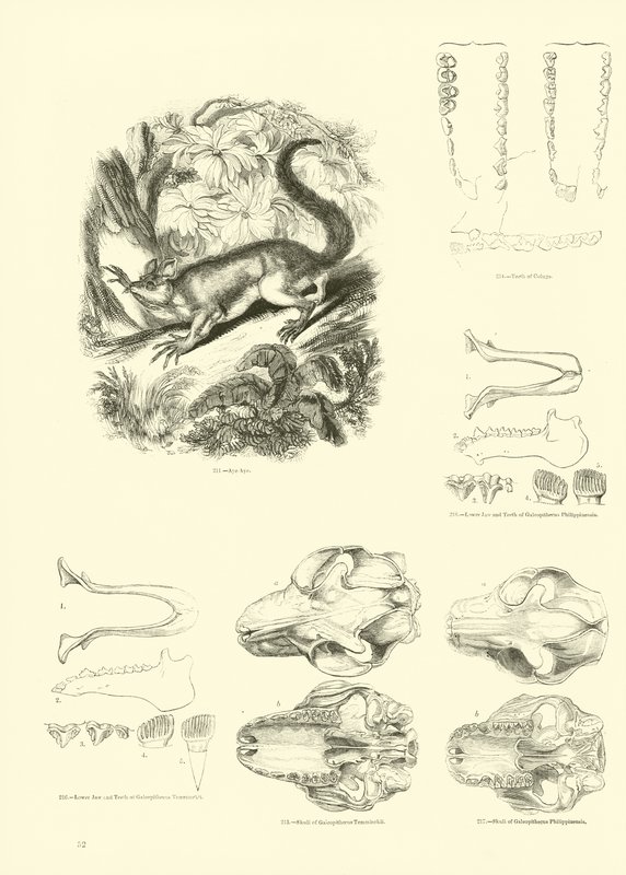 Página del Museo Pictórico de la Naturaleza Animada de English School