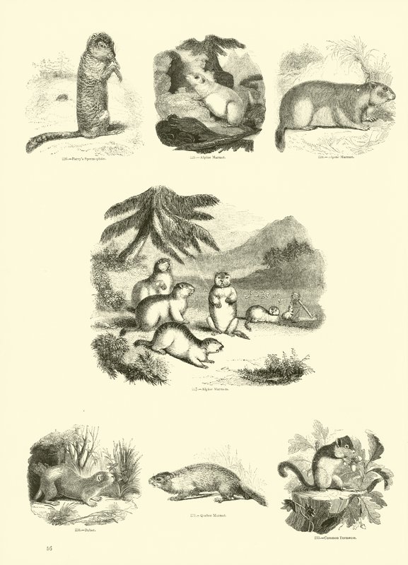 Página del Museo Pictórico de la Naturaleza Animada de English School