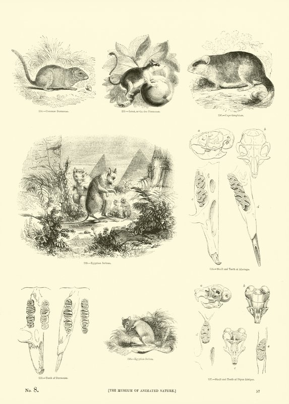 Página del Museo Pictórico de la Naturaleza Animada de English School