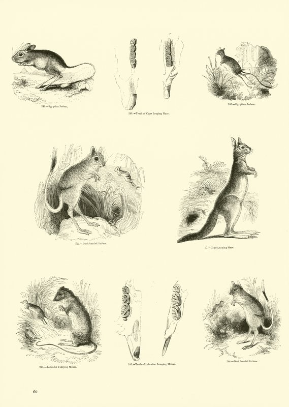 Página del Museo Pictórico de la Naturaleza Animada de English School