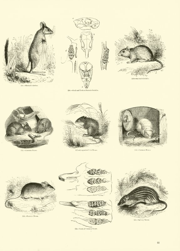Página del Museo Pictórico de la Naturaleza Animada de English School