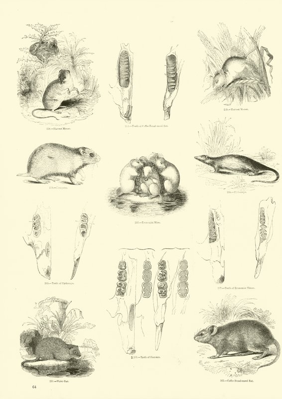 Página del Museo Pictórico de la Naturaleza Animada de English School