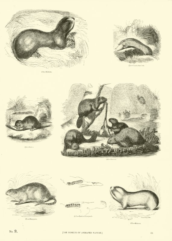 Página del Museo Pictórico de la Naturaleza Animada de English School