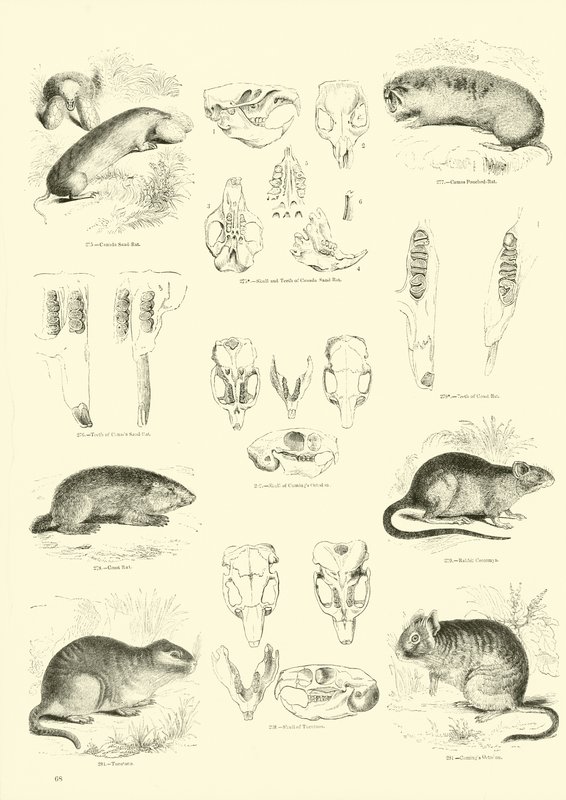 Página del Museo Pictórico de la Naturaleza Animada de English School