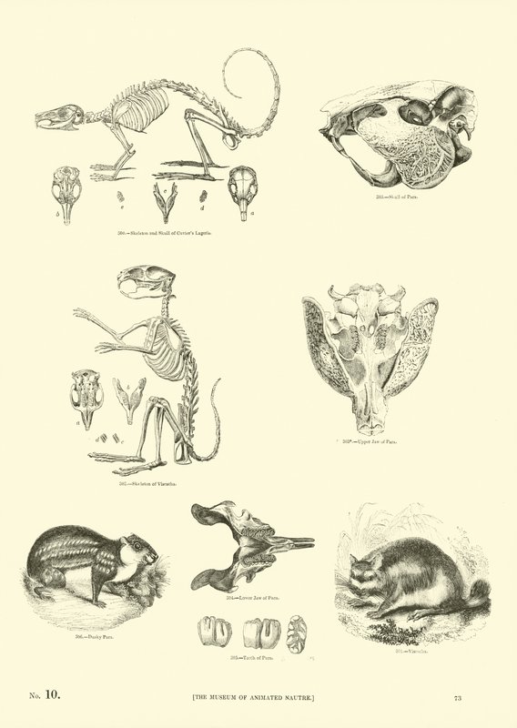 Página del Museo Pictórico de la Naturaleza Animada de English School