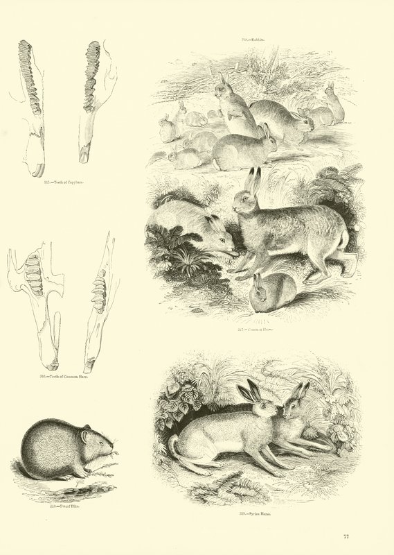 Página del Museo Pictórico de la Naturaleza Animada de English School