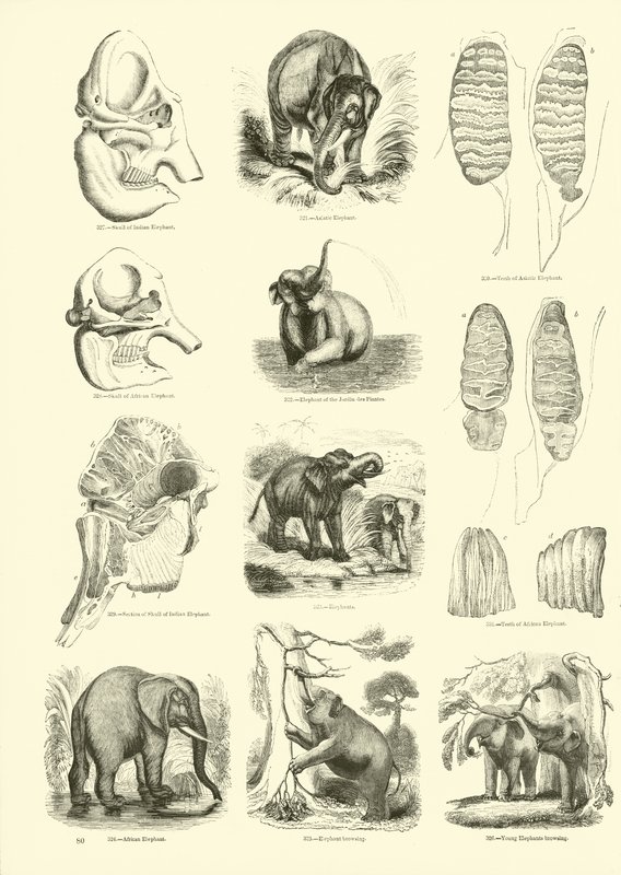 Página del Museo Pictórico de la Naturaleza Animada de English School