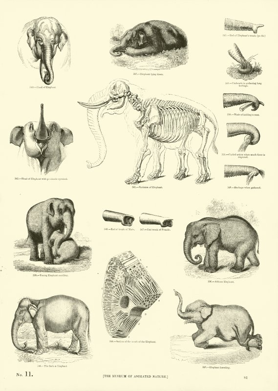 Página del Museo Pictórico de la Naturaleza Animada de English School