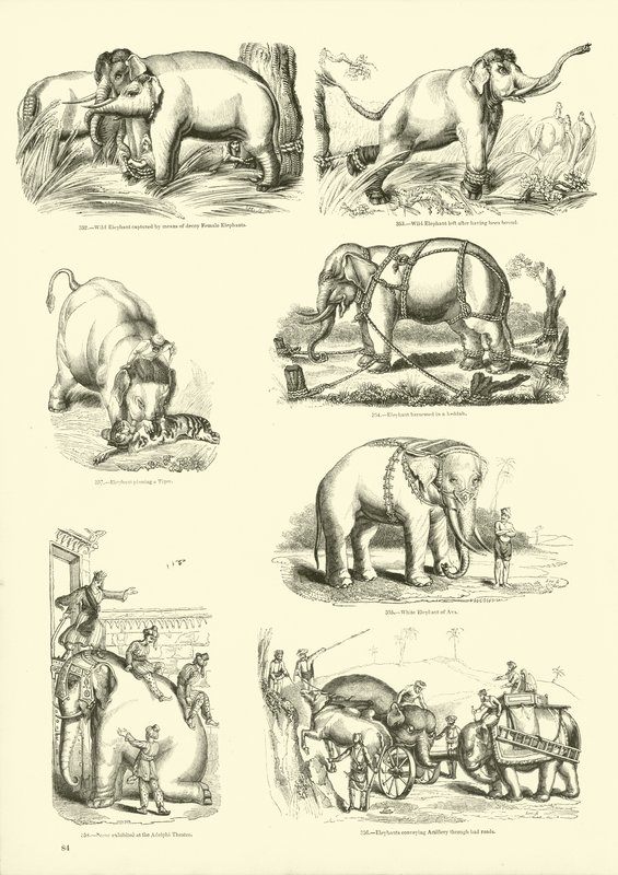 Página del Museo Pictórico de la Naturaleza Animada de English School