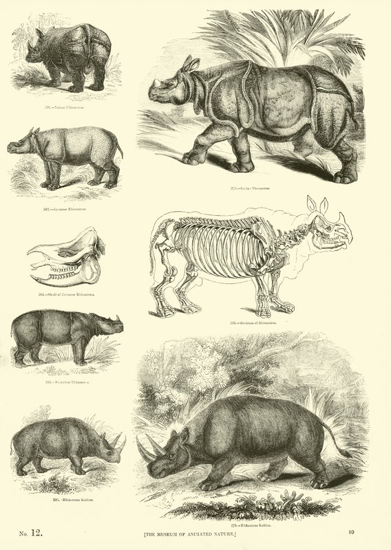 Página del Museo Pictórico de la Naturaleza Animada de English School