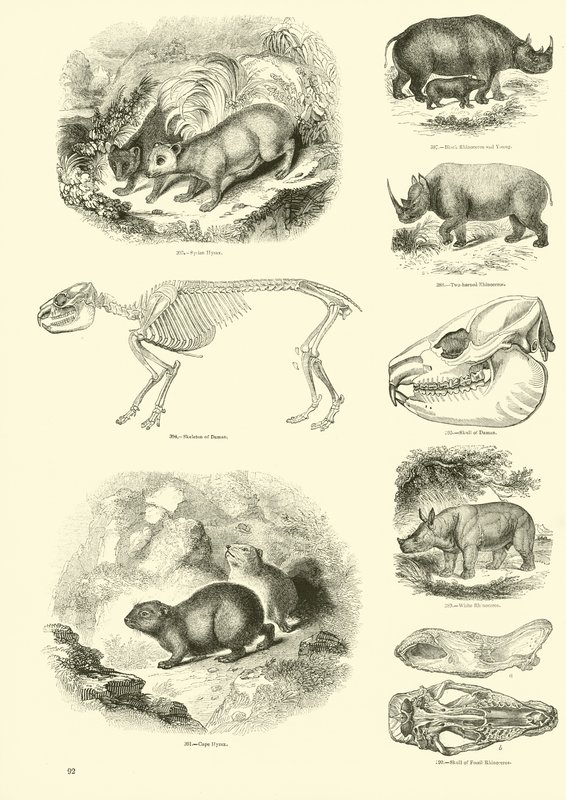 Página del Museo Pictórico de la Naturaleza Animada de English School