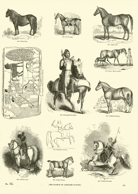 Página del Museo Pictórico de la Naturaleza Animada de English School
