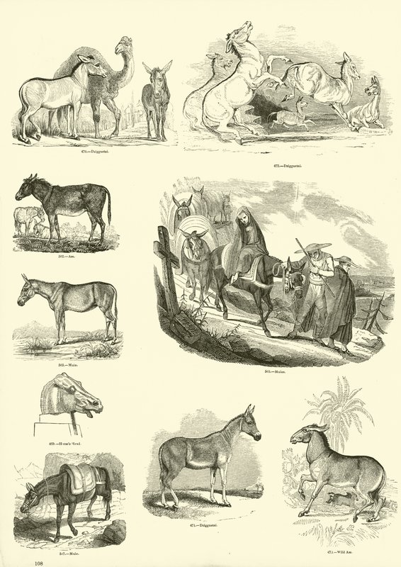 Página del Museo Pictórico de la Naturaleza Animada de English School