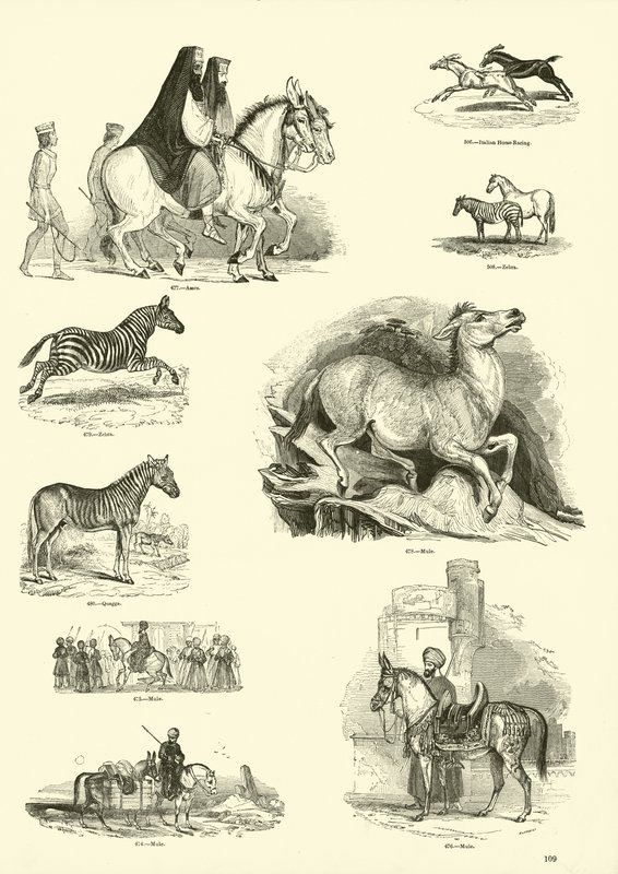 Página del Museo Pictórico de la Naturaleza Animada de English School